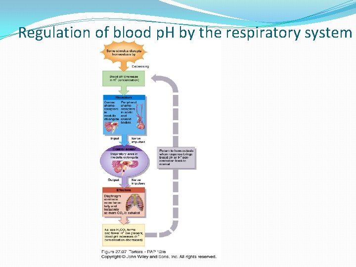 Regulation of blood p. H by the respiratory system 