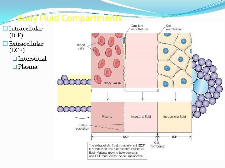 Body Fluid Compartments � Intracellular (ICF) � Extracellular (ECF) � Interstitial � Plasma Figure