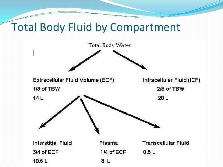 Total Body Fluid by Compartment Total Body Water 