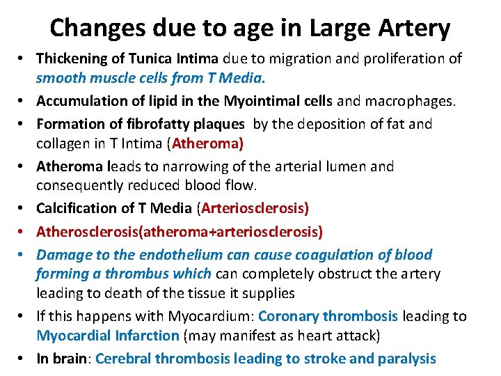 Changes due to age in Large Artery • Thickening of Tunica Intima due to