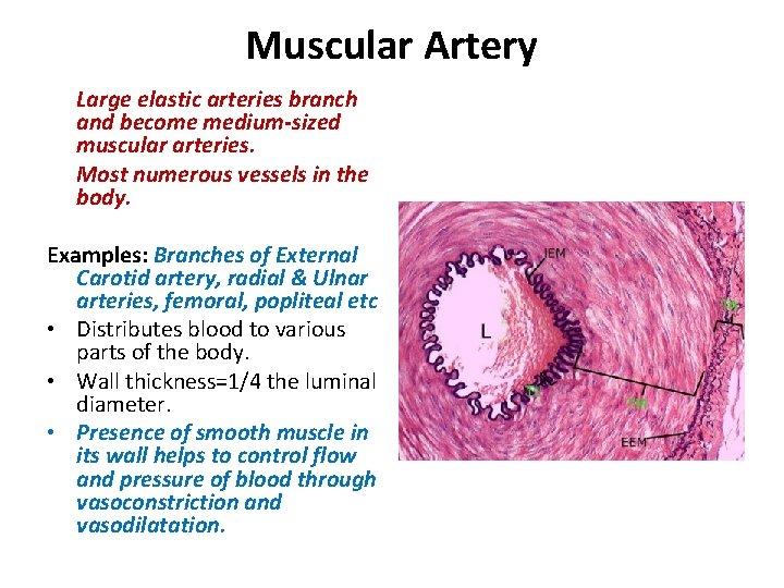 Muscular Artery Large elastic arteries branch and become medium-sized muscular arteries. Most numerous vessels