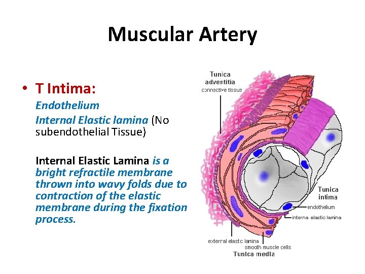 Muscular Artery • T Intima: Endothelium Internal Elastic lamina (No subendothelial Tissue) Internal Elastic