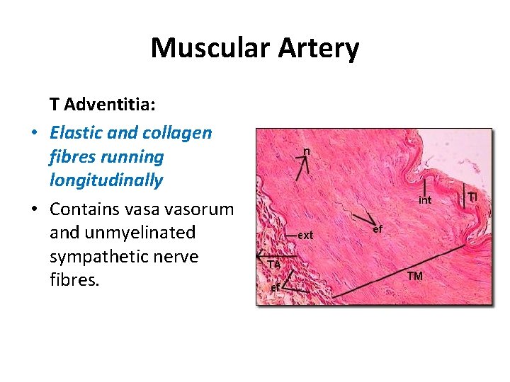 Muscular Artery T Adventitia: • Elastic and collagen fibres running longitudinally • Contains vasa