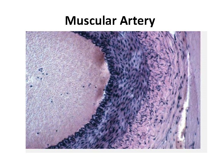 Muscular Artery 