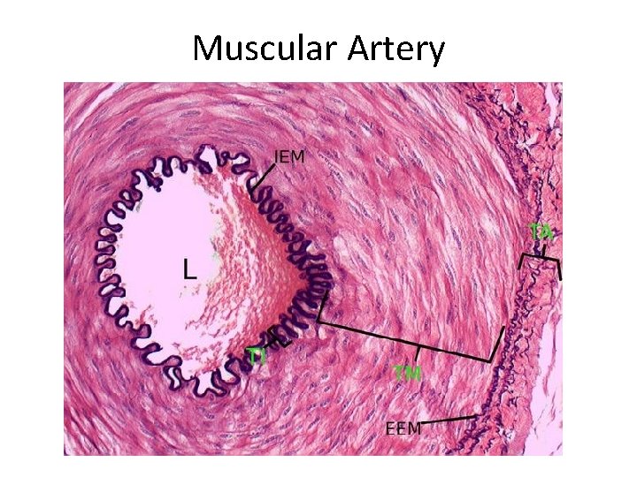 Muscular Artery 