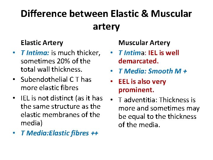 Difference between Elastic & Muscular artery • • Elastic Artery T Intima: is much