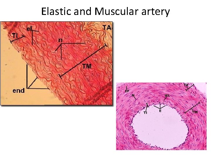 Elastic and Muscular artery 