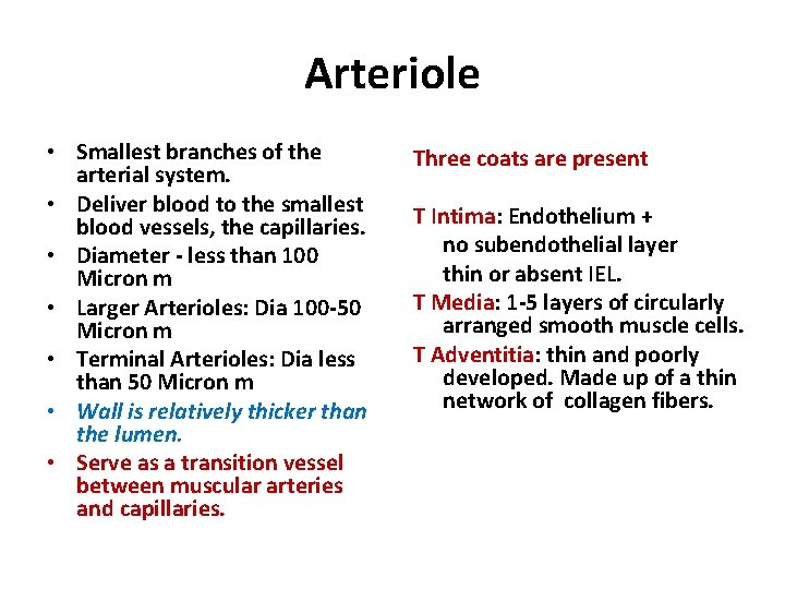 Arteriole • Smallest branches of the arterial system. • Deliver blood to the smallest