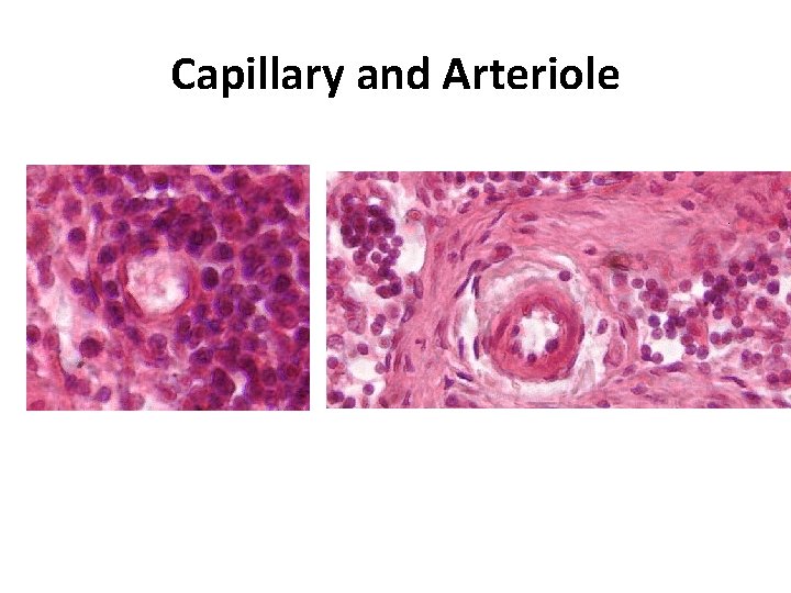 Capillary and Arteriole 