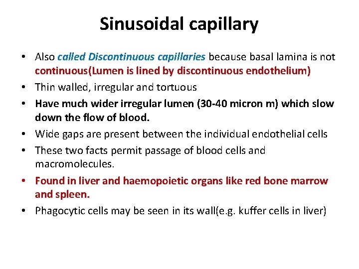 Sinusoidal capillary • Also called Discontinuous capillaries because basal lamina is not continuous(Lumen is