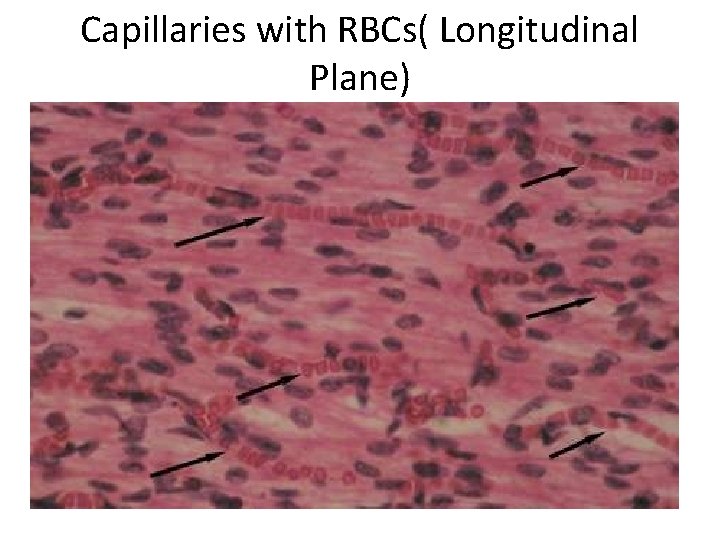 Capillaries with RBCs( Longitudinal Plane) 