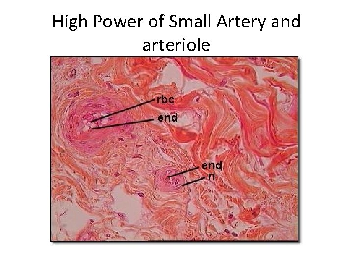 High Power of Small Artery and arteriole 