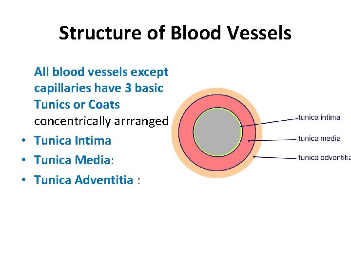 Structure of Blood Vessels All blood vessels except capillaries have 3 basic Tunics or