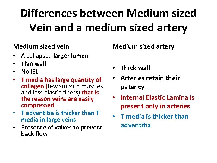 Differences between Medium sized Vein and a medium sized artery Medium sized vein Medium