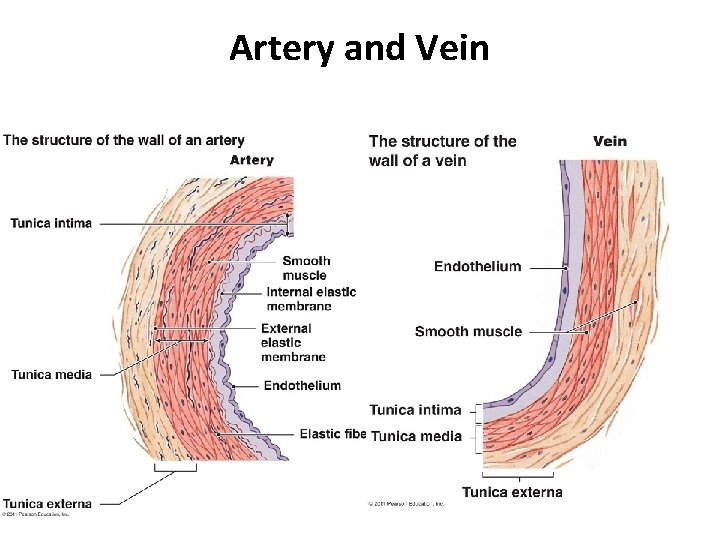 Artery and Vein 