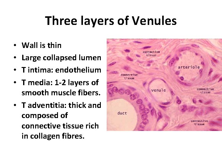 Three layers of Venules Wall is thin Large collapsed lumen T intima: endothelium T
