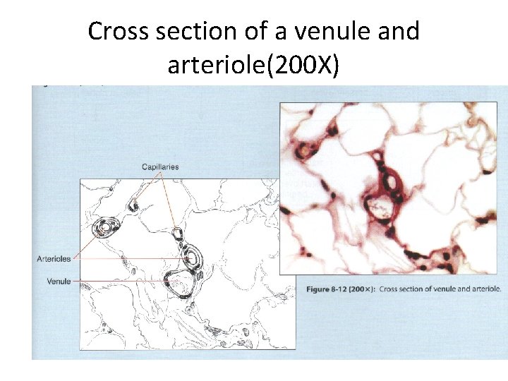 Cross section of a venule and arteriole(200 X) 