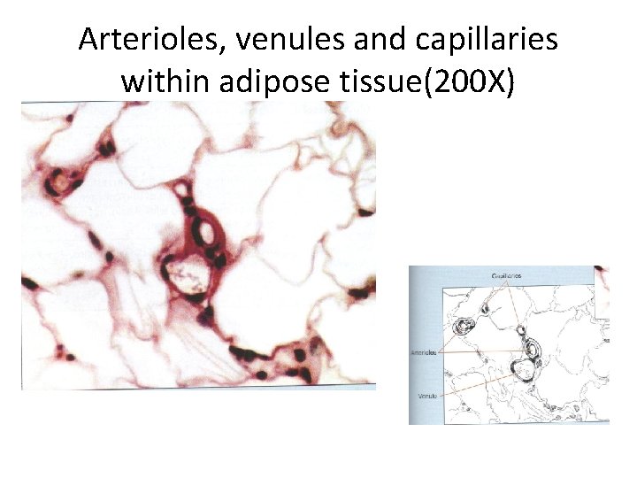 Arterioles, venules and capillaries within adipose tissue(200 X) 