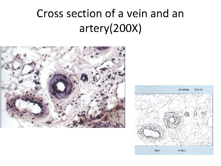 Cross section of a vein and an artery(200 X) 