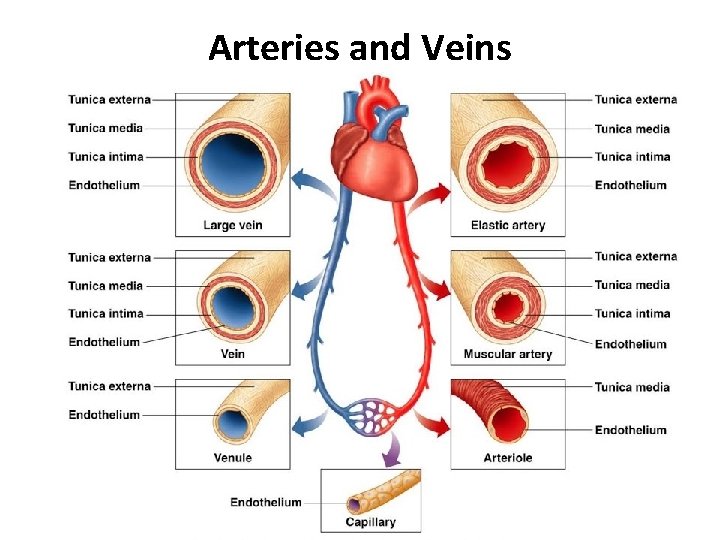 Arteries and Veins 