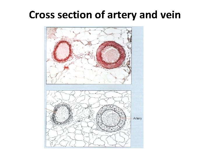 Cross section of artery and vein 
