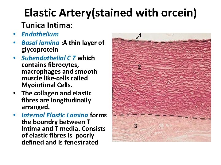 Elastic Artery(stained with orcein) Tunica Intima: • Endothelium • Basal lamina : A thin