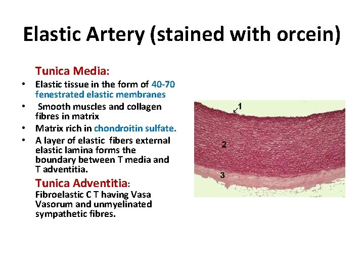 Elastic Artery (stained with orcein) Tunica Media: • Elastic tissue in the form of