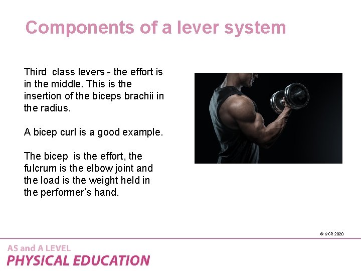 Components of a lever system Third class levers - the effort is in the