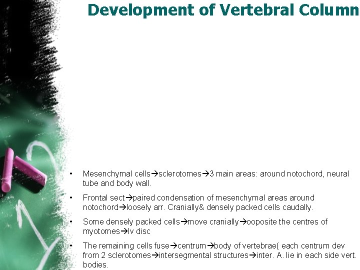 Development of Vertebral Column • Mesenchymal cells sclerotomes 3 main areas: around notochord, neural