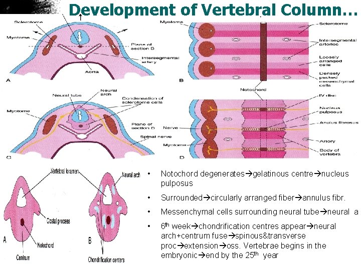 Development of Vertebral Column… • Notochord degenerates gelatinous centre nucleus pulposus • Surrounded circularly
