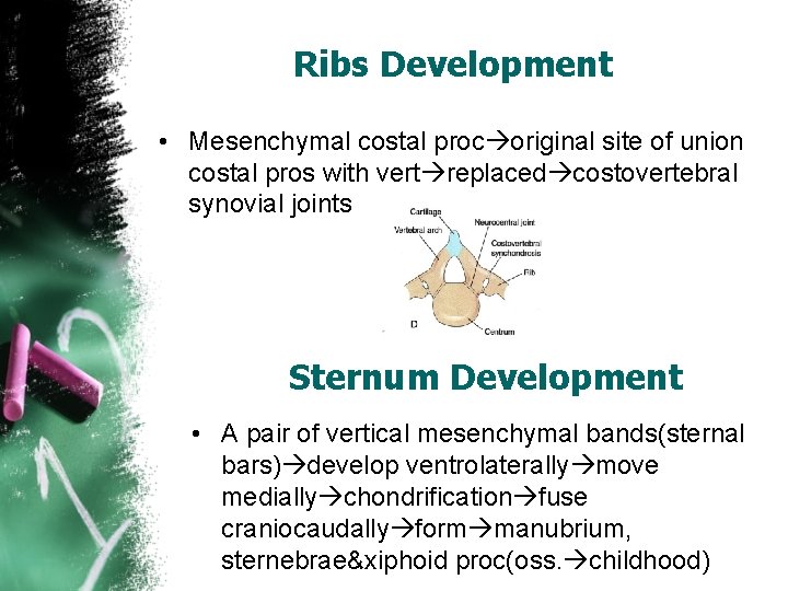 Ribs Development • Mesenchymal costal proc original site of union costal pros with vert