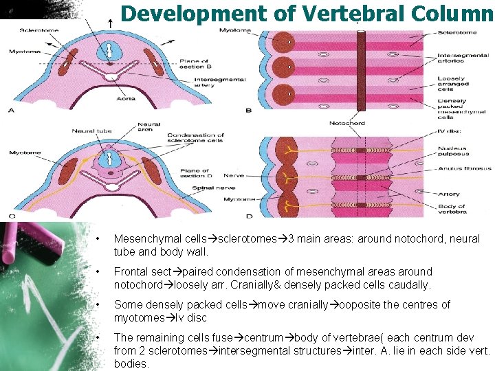 Development of Vertebral Column • Mesenchymal cells sclerotomes 3 main areas: around notochord, neural