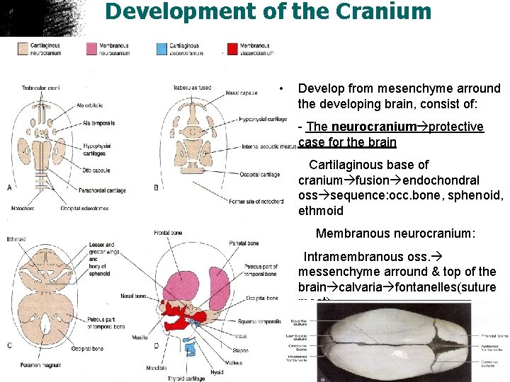 Development of the Cranium • Develop from mesenchyme arround the developing brain, consist of: