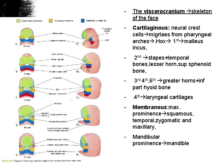 - The viscerocranium skeleton of the face - Cartilaginous: neural crest cells migrtaes from