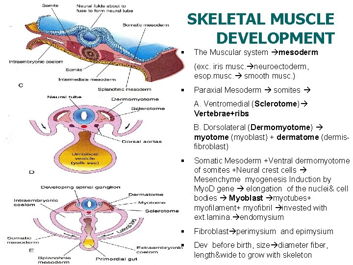 SKELETAL MUSCLE DEVELOPMENT § The Muscular system mesoderm (exc. iris musc. neuroectoderm, esop. musc.