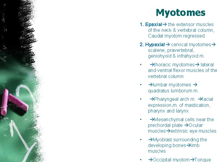 Myotomes 1. Epaxial the extensor muscles of the neck & vertebral column, Caudal myotom