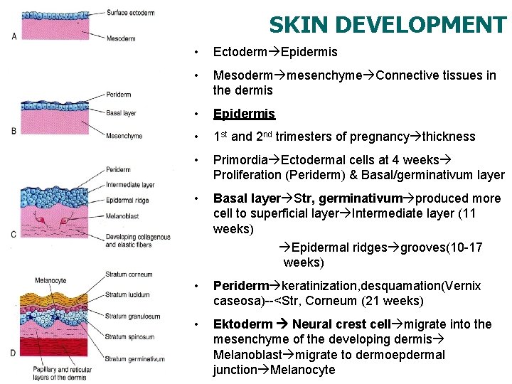 Embryology Development of Dermatomusculoskeletal System Biology Medic