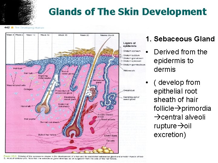 Glands of The Skin Development 1. Sebaceous Gland • Derived from the epidermis to
