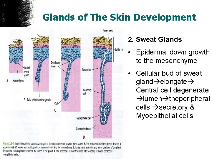 Glands of The Skin Development 2. Sweat Glands • Epidermal down growth to the