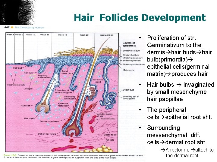 Hair Follicles Development • Proliferation of str. Germinativum to the dermis hair buds hair