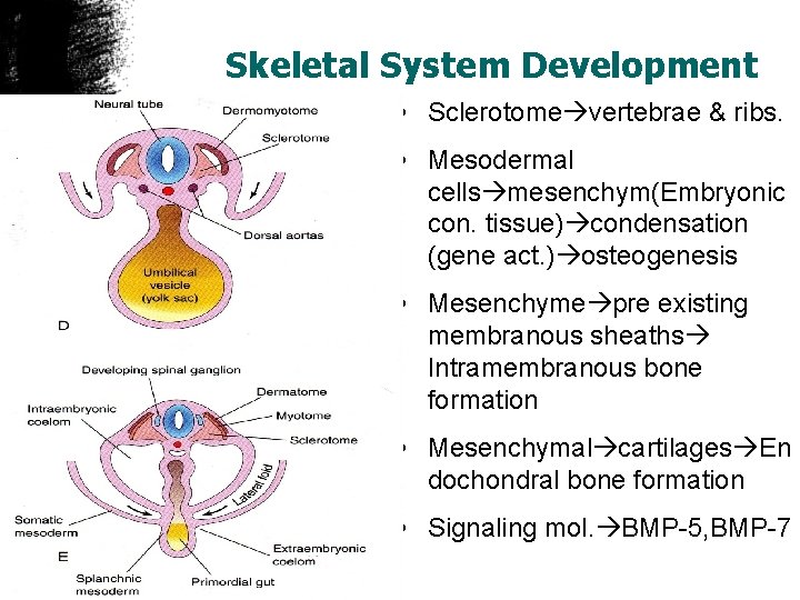 Skeletal System Development • Sclerotome vertebrae & ribs. • Mesodermal cells mesenchym(Embryonic con. tissue)
