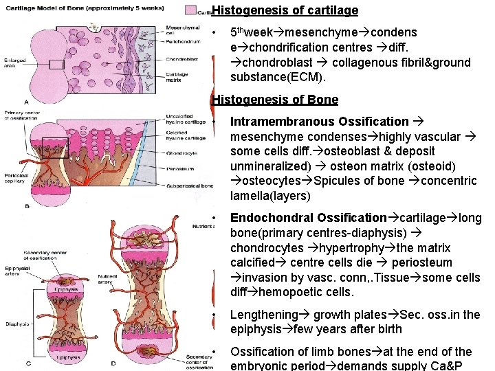 Histogenesis of cartilage • 5 thweek mesenchyme condens e chondrification centres diff. chondroblast collagenous