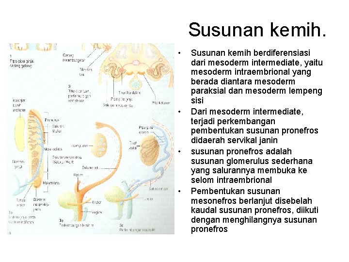 Susunan kemih. • • Susunan kemih berdiferensiasi dari mesoderm intermediate, yaitu mesoderm intraembrional yang