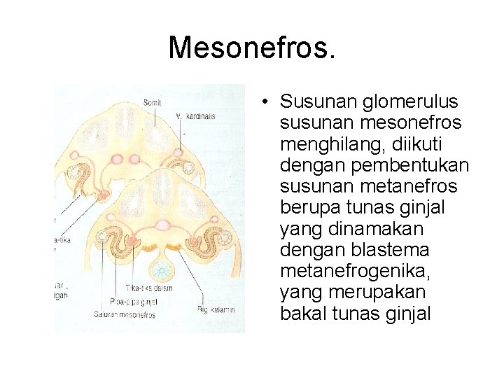 Mesonefros. • Susunan glomerulus susunan mesonefros menghilang, diikuti dengan pembentukan susunan metanefros berupa tunas