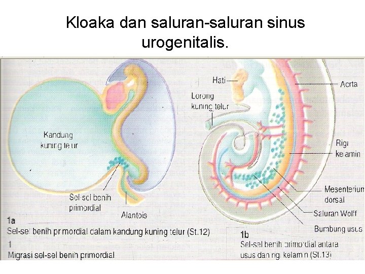 Kloaka dan saluran-saluran sinus urogenitalis. 