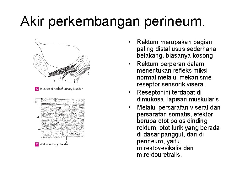 Akir perkembangan perineum. • Rektum merupakan bagian paling distal usus sederhana belakang, biasanya kosong