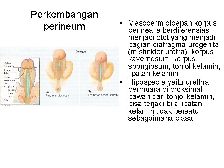Perkembangan perineum • Mesoderm didepan korpus perinealis berdiferensiasi menjadi otot yang menjadi bagian diafragma