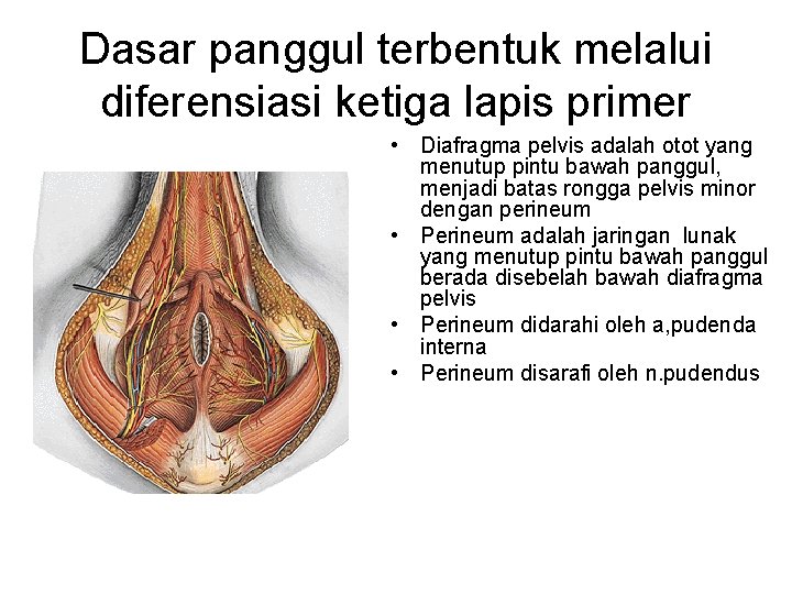 Dasar panggul terbentuk melalui diferensiasi ketiga lapis primer • Diafragma pelvis adalah otot yang