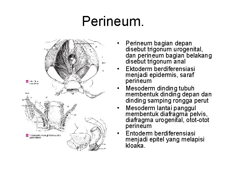 Perineum. • Perineum bagian depan disebut trigonum urogenital, dan perineum bagian belakang disebut trigonum