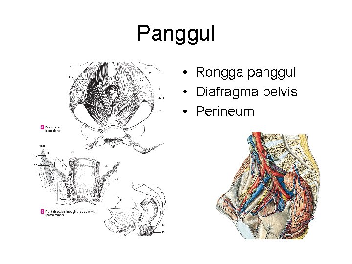 Panggul • Rongga panggul • Diafragma pelvis • Perineum 